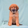 Zusätzliche Fotos: Welpen zu verkaufen Burjatischer Hund (Khotosho)