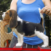 Foto №2 zu Ankündigung № 116628 zu verkaufen beagle - einkaufen Finnland quotient 	ankündigung