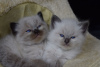 Foto №2 zu Ankündigung № 112155 zu verkaufen ragdoll-katze - einkaufen USA quotient 	ankündigung