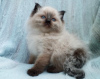 Foto №1. ragdoll-katze - zum Verkauf in der Stadt Штутгарт | 350€ | Ankündigung № 126779