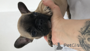 Foto №2 zu Ankündigung № 7189 zu verkaufen französische bulldogge - einkaufen Ukraine züchter