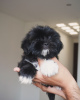 Foto №2 zu Ankündigung № 124281 zu verkaufen shih tzu - einkaufen Kanada züchter