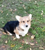 Foto №4. Ich werde verkaufen welsh corgi in der Stadt Валево.  - preis - verhandelt