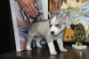 Foto №2 zu Ankündigung № 7626 zu verkaufen siberian husky - einkaufen Russische Föderation vom kindergarten, züchter