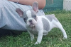 Foto №3. French bulldog puppies. Serbien