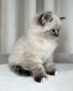 Foto №4. Ich werde verkaufen sibirische katze in der Stadt Bromarf. quotient 	ankündigung - preis - 380€