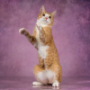 Zusätzliche Fotos: Garik ist eine Katze ohne Schwanz, anhänglich, klug, auf der Suche nach einem