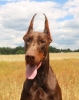 Foto №3. Dobermann Welpe FCI. Polen