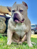 Foto №2 zu Ankündigung № 66043 zu verkaufen american bully - einkaufen Deutschland 