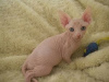 Foto №1. sphynx-katze - zum Verkauf in der Stadt Belfast | 250€ | Ankündigung № 124357