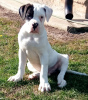 Foto №3. Amerikanische Bulldogge. Russische Föderation