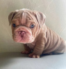 Foto №1. englische bulldogge - zum Verkauf in der Stadt Bilbao | 400€ | Ankündigung № 126712