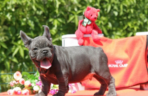 Foto №1. französische bulldogge - zum Verkauf in der Stadt New York | 2674€ | Ankündigung № 6975