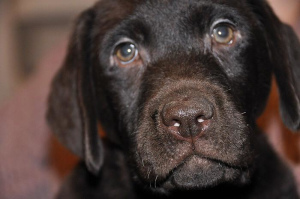 Foto №1. labrador retriever - zum Verkauf in der Stadt Tver | verhandelt | Ankündigung № 5926