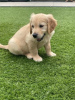 Foto №3. Wunderschöner Golden Retriever zur kostenlosen Adoption. Deutschland