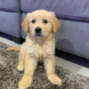 Foto №1. golden retriever - zum Verkauf in der Stadt Pärnu | 331€ | Ankündigung № 127535