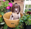 Foto №1. english springer spaniel - zum Verkauf in der Stadt Berlin | Frei | Ankündigung № 126932