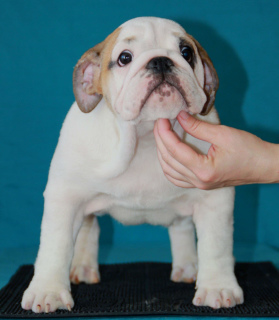 Foto №1. englische bulldogge - zum Verkauf in der Stadt Ekaterinburg | verhandelt | Ankündigung № 2127