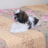 Foto №3. Shih Tzu. USA