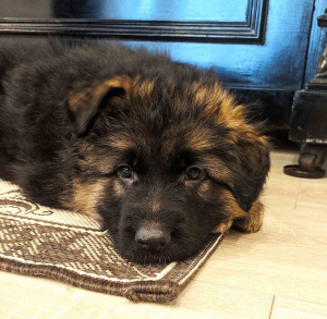 Foto №4. Ich werde verkaufen deutscher schäferhund in der Stadt Kiew. züchter - preis - 435€