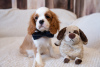 Foto №3. Welpen Cavalier King Charles Spaniel. Estland