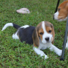 Foto №3. Wunderschöne Beagle-Welpen. Deutschland