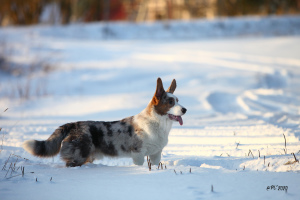 Foto №1. welsh corgi - zum Verkauf in der Stadt St. Petersburg | verhandelt | Ankündigung № 5291