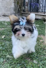 Foto №4. Ich werde verkaufen yorkshire terrier in der Stadt Ioannina. züchter - preis - 1900€