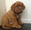 Foto №2 zu Ankündigung № 120657 zu verkaufen dogue de bordeaux - einkaufen Finnland quotient 	ankündigung