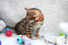 Foto №3. Liebevolle Bengalkatzen-Kätzchen zur Adoption verfügbar. USA