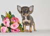 Zusätzliche Fotos: Echter Diamant. Miniatur-Chihuahua-Mädchen.