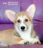 Foto №1. welsh corgi - zum Verkauf in der Stadt Dnipro | 1171€ | Ankündigung № 37014