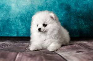 Foto №3. Pomeranian shpitz, White, boy. Russische Föderation