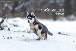 Zusätzliche Fotos: Wunderschöne blauäugige Siberian Husky-Welpen von zwei Champions aus dem