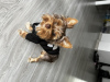 Foto №1. yorkshire terrier - zum Verkauf in der Stadt Krakau | 478€ | Ankündigung № 66103
