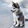 Foto №1. siberian husky - zum Verkauf in der Stadt Paris | Frei | Ankündigung № 110683