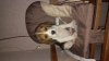 Foto №4. Ich werde verkaufen beagle in der Stadt Treviso. züchter - preis - 300€