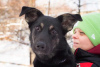 Foto №1. mischlingshund - zum Verkauf in der Stadt Москва | Frei | Ankündigung № 31060