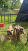 Foto №2 zu Ankündigung № 18612 zu verkaufen belgischer schäferhund - einkaufen Bulgarien quotient 	ankündigung