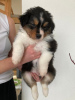 Foto №2 zu Ankündigung № 89562 zu verkaufen australian shepherd - einkaufen Schweden quotient 	ankündigung