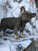 Foto №2 zu Ankündigung № 12805 zu verkaufen französische bulldogge - einkaufen Polen quotient 	ankündigung