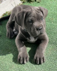 Foto №3. Cane Corso-Welpen. USA