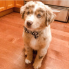 Foto №1. australian shepherd - zum Verkauf in der Stadt Vilnius | 350€ | Ankündigung № 127594