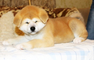 Zusätzliche Fotos: Japanische Akita Inu Welpen kaufen einen Hund