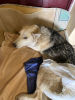 Foto №2 zu Ankündigung № 90699 zu verkaufen mischlingshund - einkaufen Weißrussland quotient 	ankündigung
