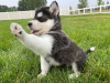 Foto №1. siberian husky - zum Verkauf in der Stadt Валлетта | 379€ | Ankündigung № 58270