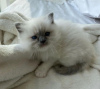 Foto №1. ragdoll-katze - zum Verkauf in der Stadt Thousand Palms | 284€ | Ankündigung № 77894