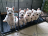 Foto №1. west highland white terrier - zum Verkauf in der Stadt Vilnius | 400€ | Ankündigung № 44885