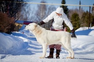 Foto №3. Zentralasiatischer Schäferhund. Russische Föderation