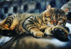 Foto №3. Savannah-Wurf mit Toyger- und Caracal-Katzen. USA